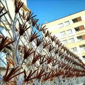 حفاظ غنچه ای