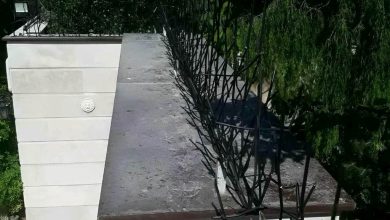 حفاظ شاخ گوزنی در نوشهر