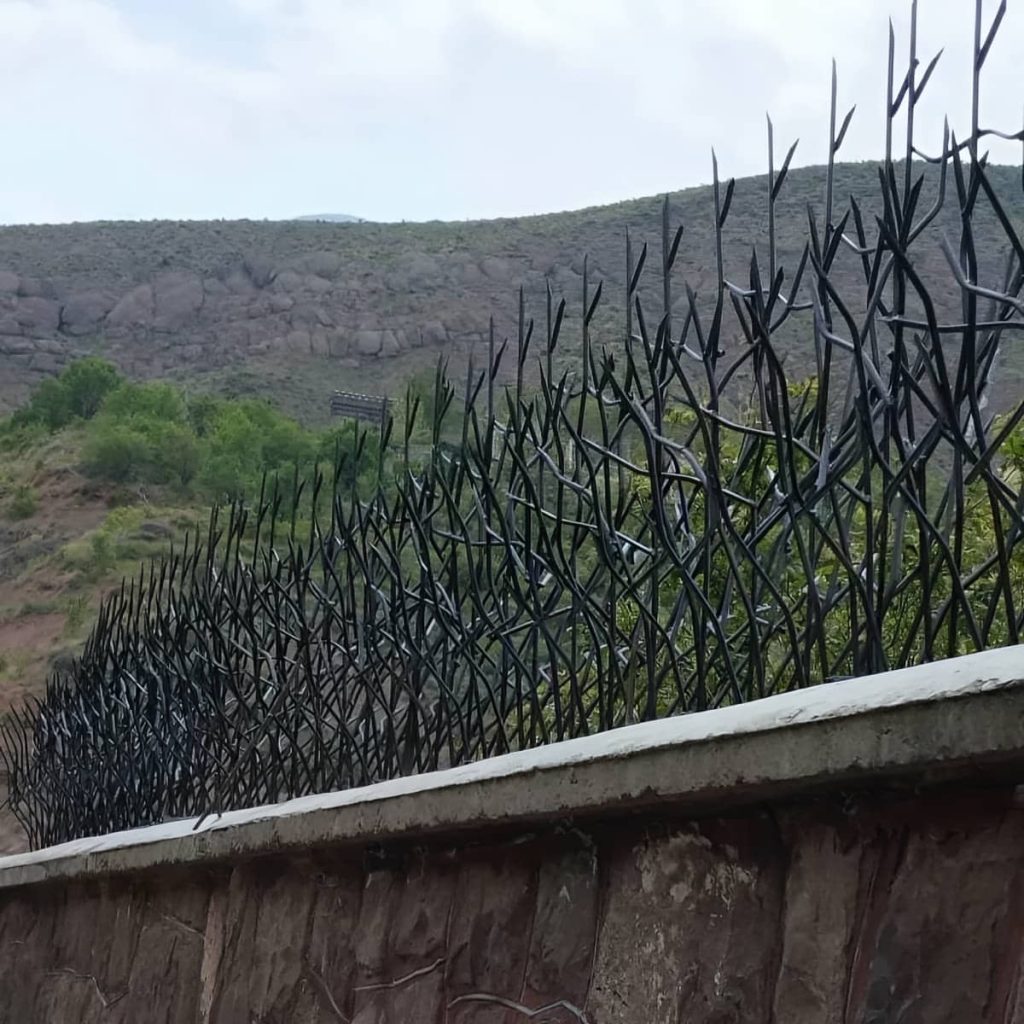 حفاظ شاخ گوزنی در رشت