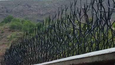 حفاظ شاخ گوزنی در رشت