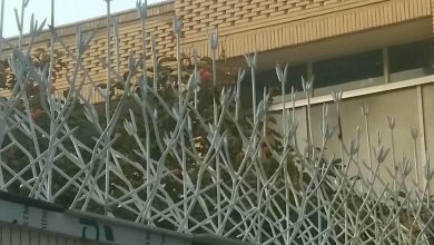 حفاظ شاخ گوزنی در اهواز