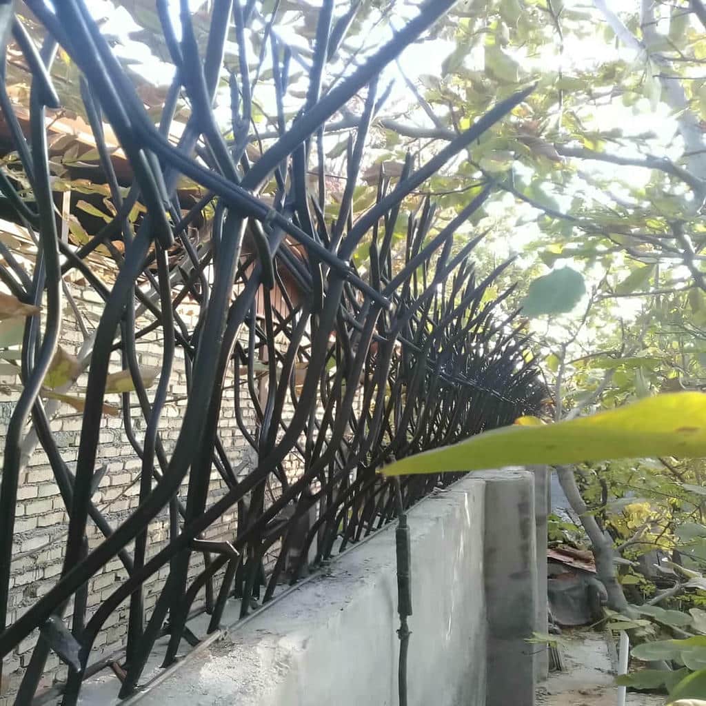 حفاظ شاخ گوزنی در آبادان