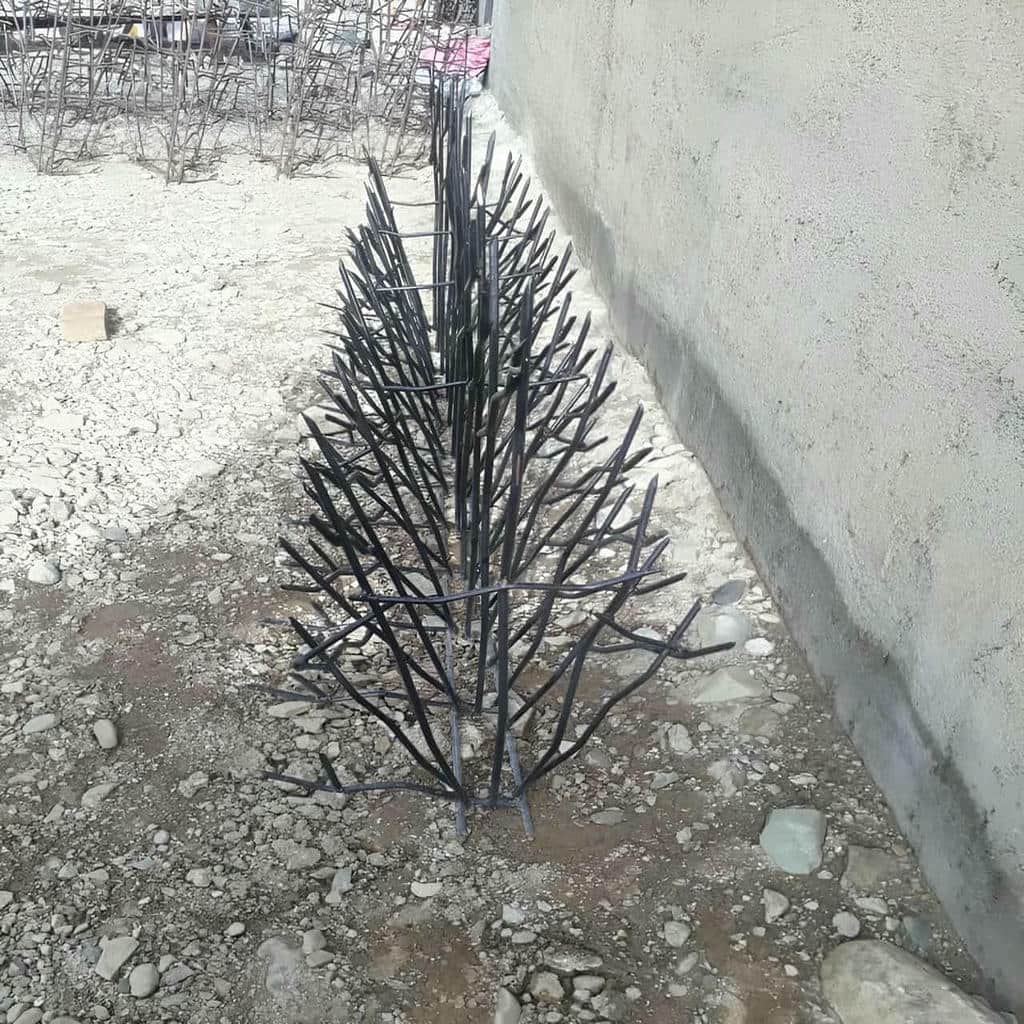 حفاظ شاخ گوزنی در قائمشهر