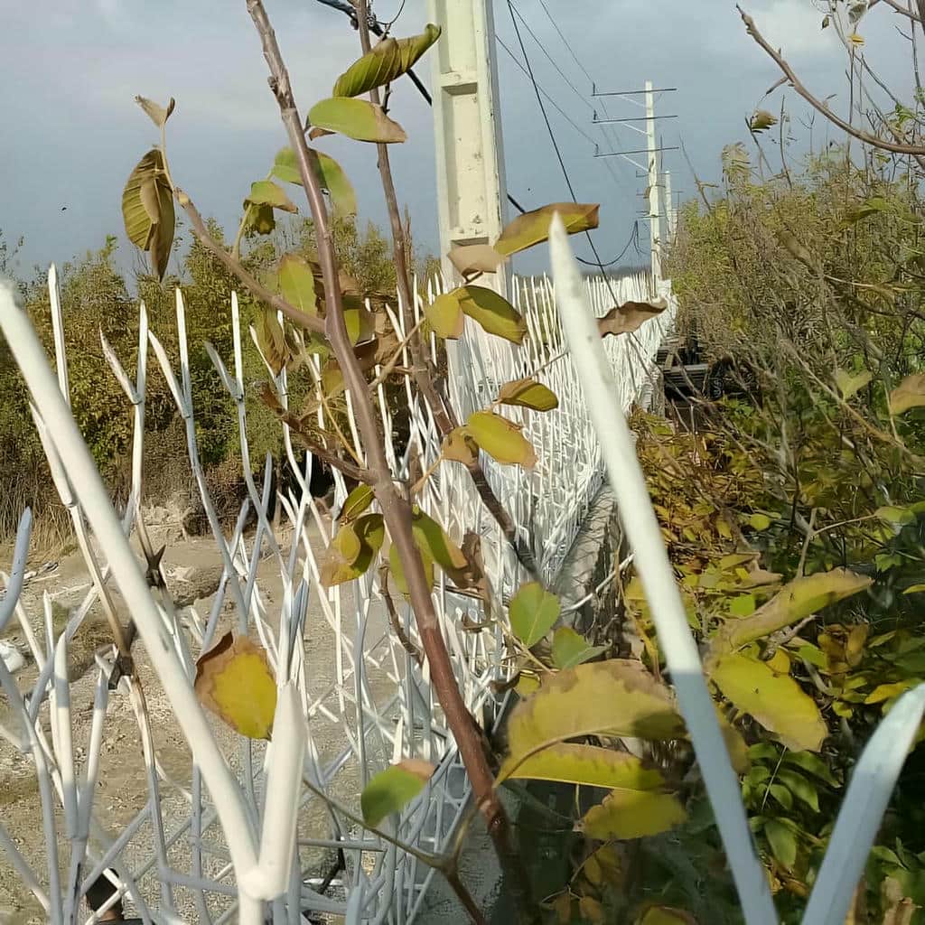 خرید حفاظ شاخ گوزنی اقلیم خشک در کاشان