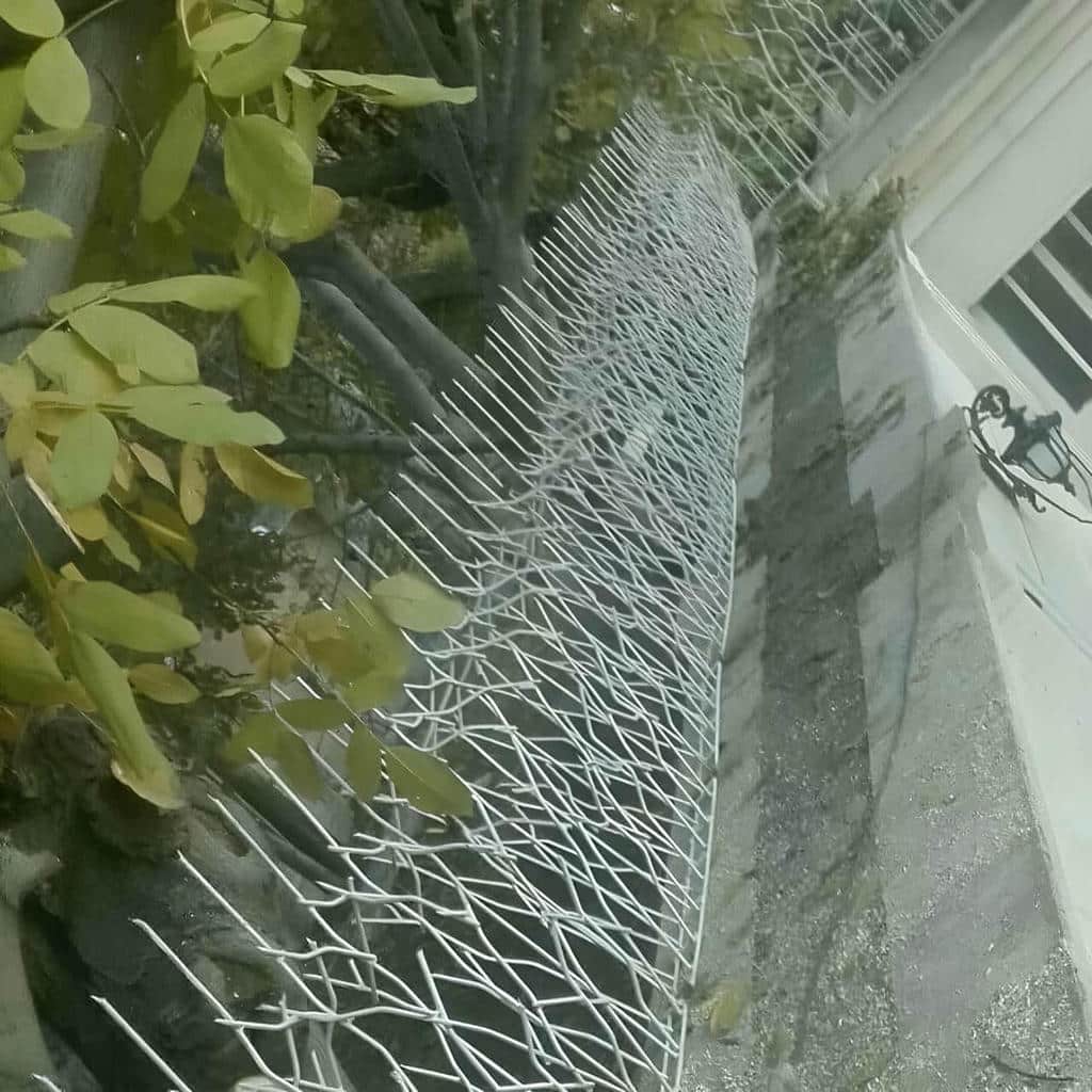 خرید حفاظ شاخ گوزنی عرض تاج در قائمشهر