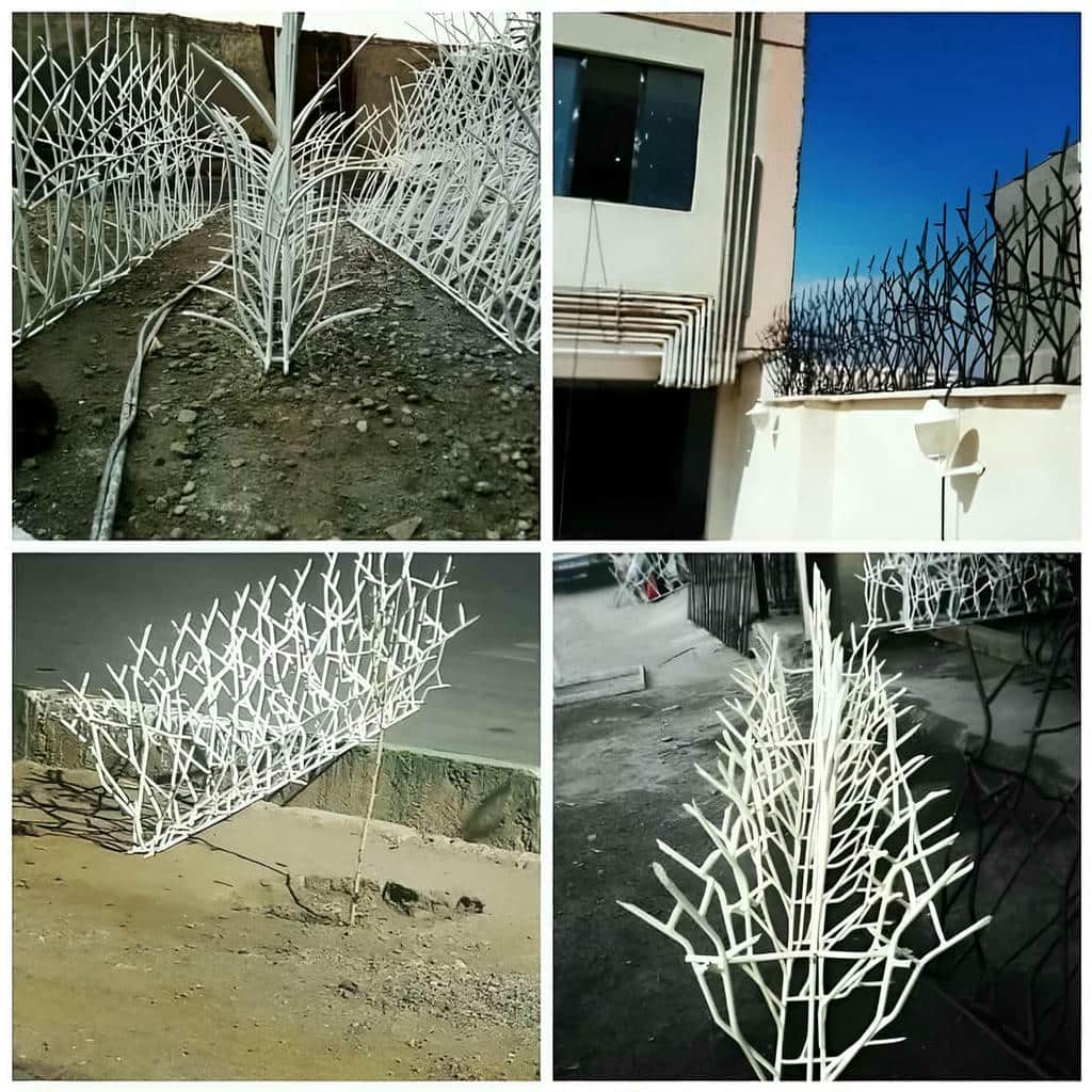 حفاظ شاخ گوزنی در بیرجند