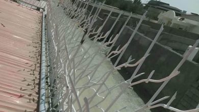 حفاظ شاخ گوزنی در کرمانشاه