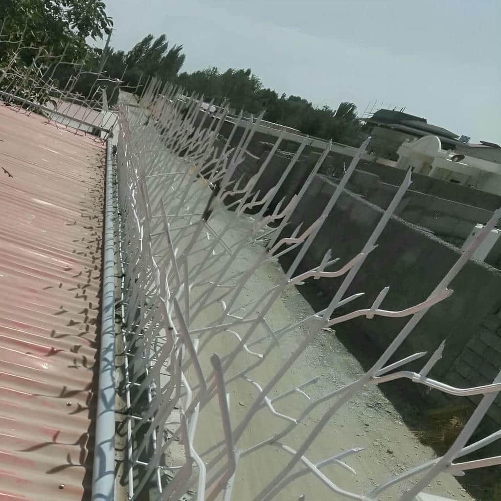 حفاظ شاخ گوزنی در کرمانشاه