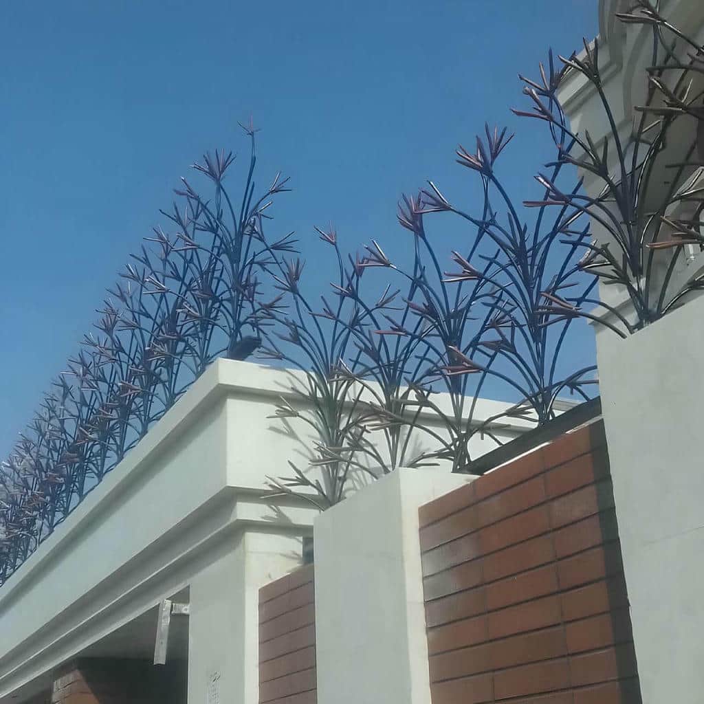 حفاظ شاخ گوزنی در سبزوار