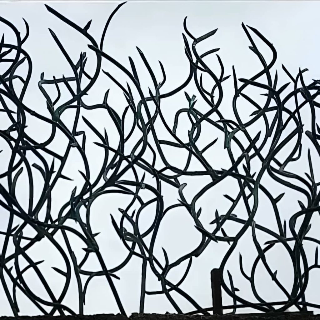 حفاظ شاخ گوزنی در گنبدکاووس