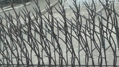 حفاظ شاخ گوزنی در فیروزکوه