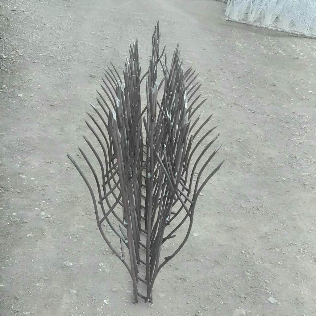 حفاظ شاخ گوزنی در بندرعباس
