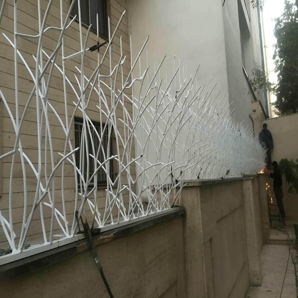 حفاظ شاخ گوزنی در چابهار