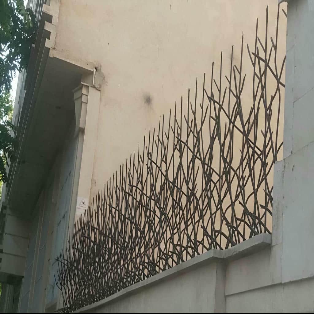 حفاظ شاخ گوزنی در ساوه