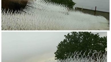 حفاظ شاخ گوزنی در چالوس