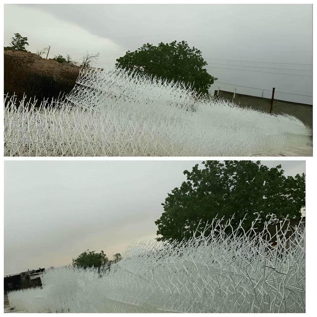 حفاظ شاخ گوزنی در چالوس