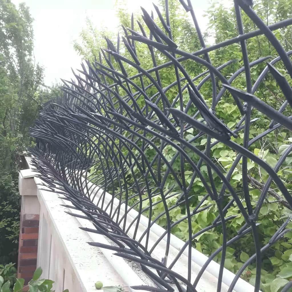 حفاظ شاخ گوزنی در زاهدان