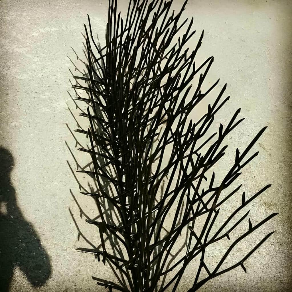 حفاظ شاخ گوزنی در سقز