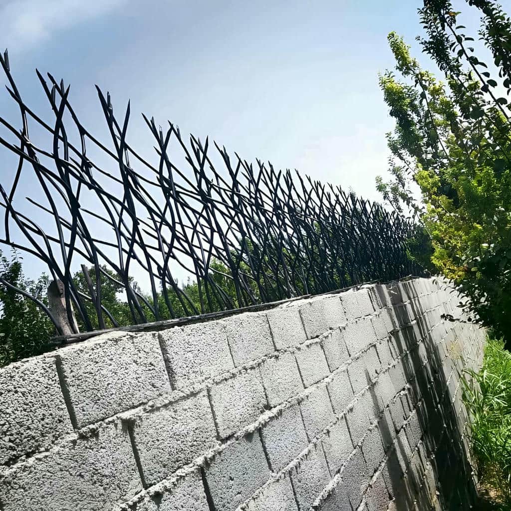 حفاظ شاخ گوزنی در محمدشهر