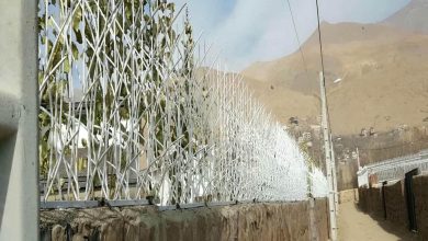 حفاظ شاخ گوزنی در گرگان