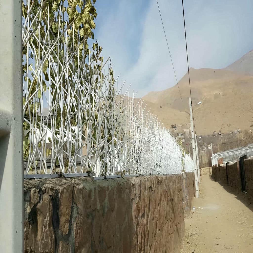 حفاظ شاخ گوزنی در گرگان