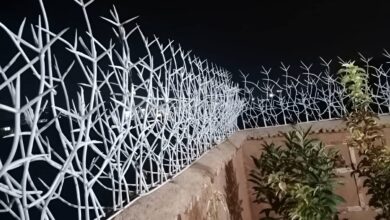 حفاظ دیوار شاخ گوزنی مشکی در استان خراسان شمالی