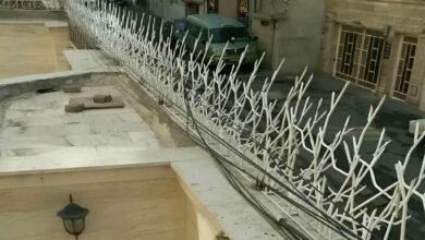 حفاظ دیوار شاخ گوزنی مشکی روی باغ در سمنان